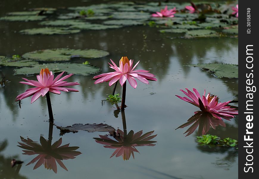 Pink lotus flower in the pond