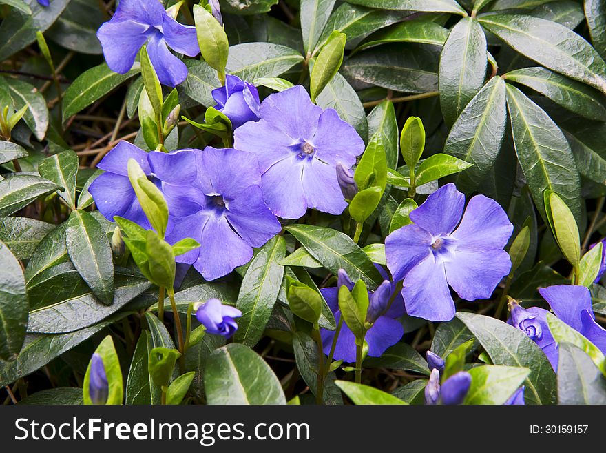 Blue petunia blossoming flowers