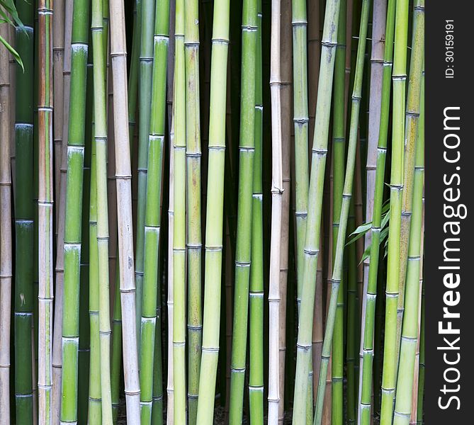 Bamboo Tree Wood Background