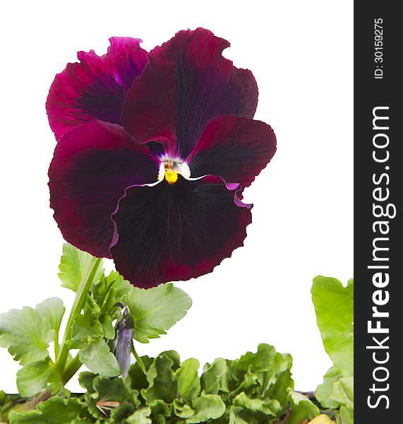 Close up of pansy flower isolated on white background