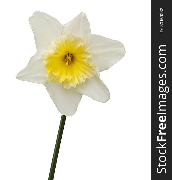 Lent lily in full bloom on white background