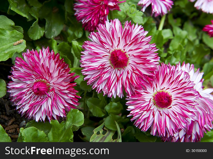 Magenta daisy flowers on green background