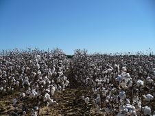 Georga Cotton Royalty Free Stock Photography Georga Cotton Royalty Free Stock Photography