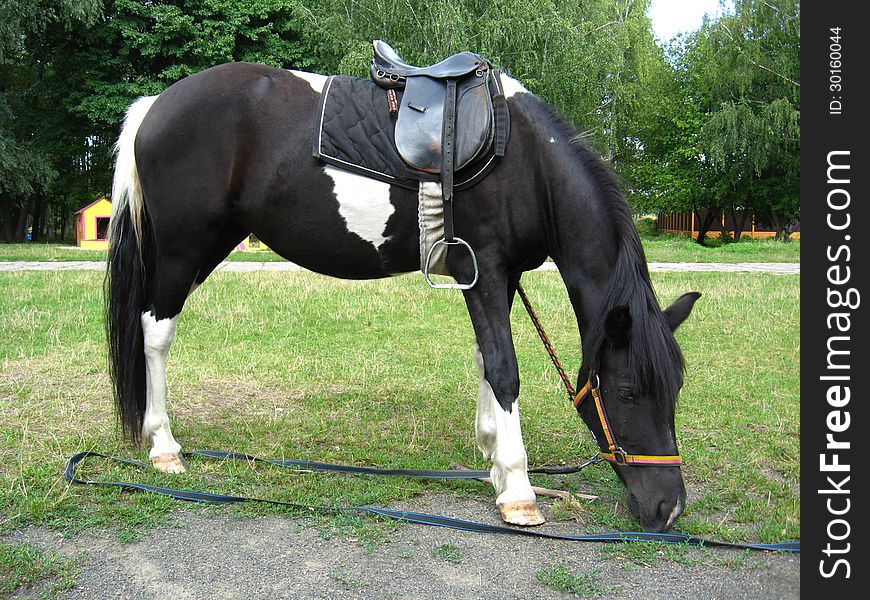 Black and white pony with a saddle is grazed