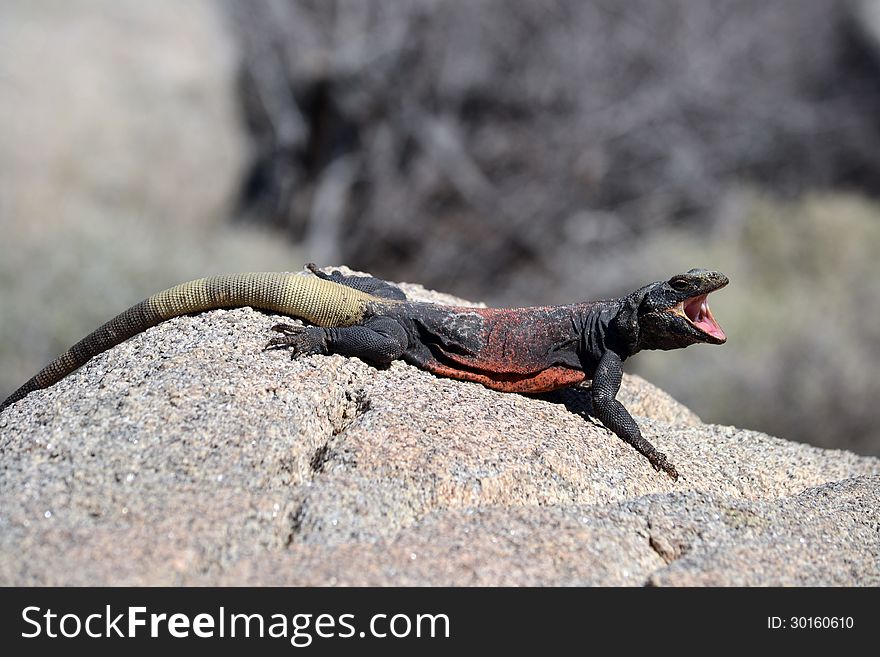 A chuchwalla lizard sits on a rock in the sun