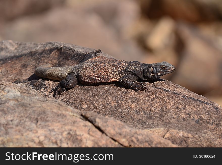 A chuchwalla lizard sits on a rock in the sun