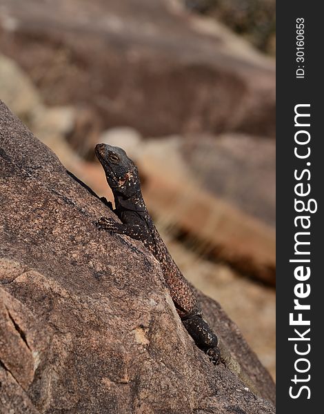 A chuchwalla lizard sits on a rock. A chuchwalla lizard sits on a rock