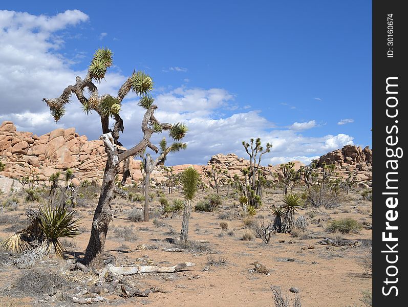 The joshua trees and desert floor at joshua tree national park. The joshua trees and desert floor at joshua tree national park