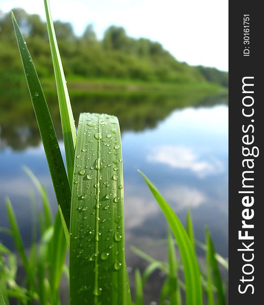 Image of dewdrop on the green blade near river. Image of dewdrop on the green blade near river