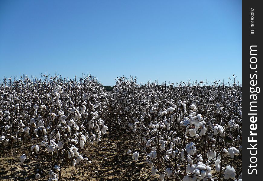 Cotton field on a clear day with blue sky and white cotton flowers looking down row. Cotton field on a clear day with blue sky and white cotton flowers looking down row.