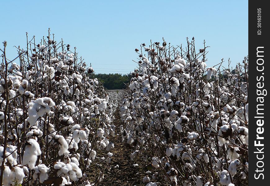 Cotton field on a clear day with blue sky and white cotton flowers looking down row. Cotton field on a clear day with blue sky and white cotton flowers looking down row.