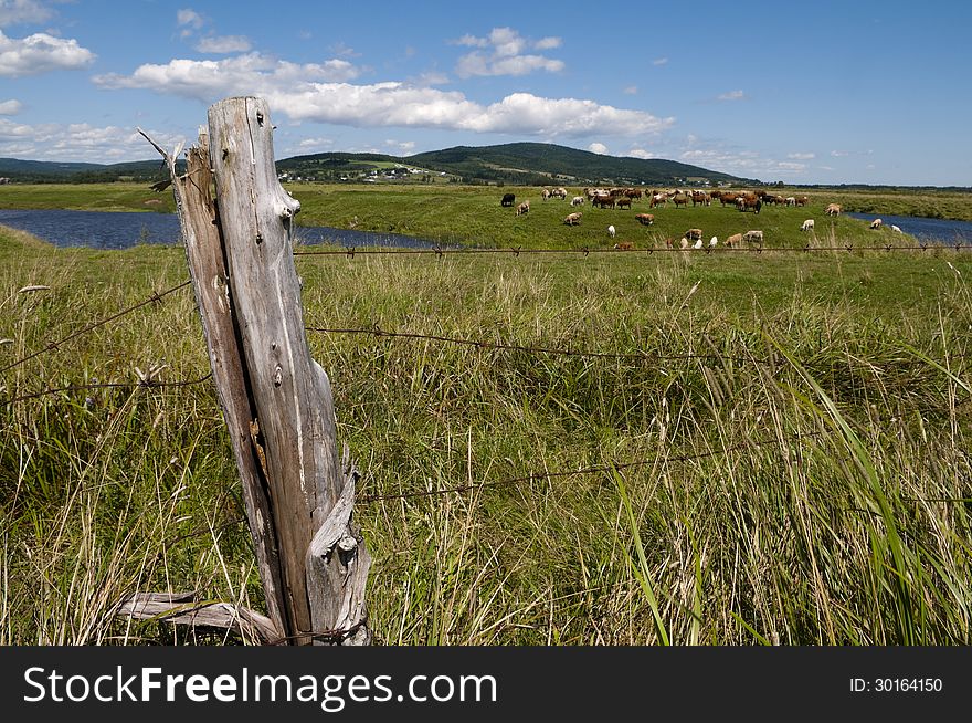 Fence post in the foreground with water and large field with cows and a small Atlantic town in the background. Fence post in the foreground with water and large field with cows and a small Atlantic town in the background