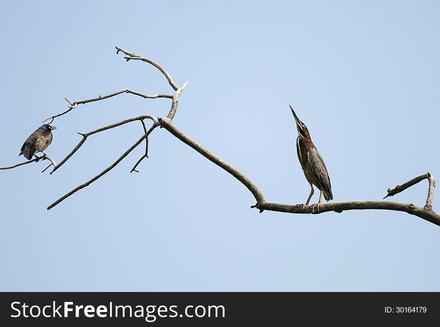 Selective focus Green-backed heron standing on a branch looks up with blackbird on the far edge of the branch. Selective focus Green-backed heron standing on a branch looks up with blackbird on the far edge of the branch