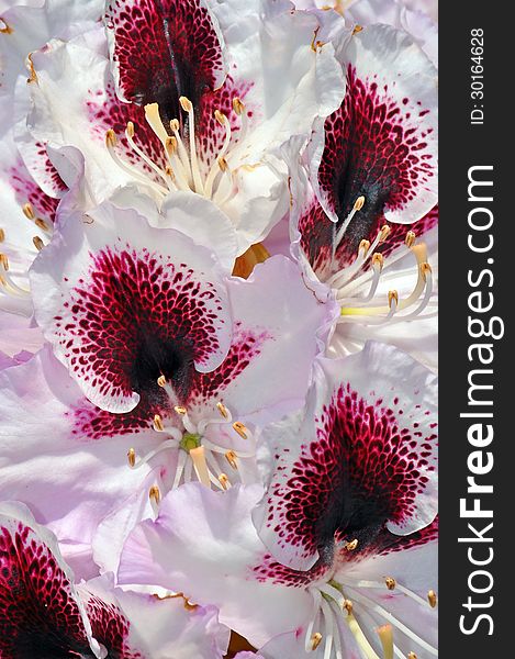 White and red rhododendron flowers