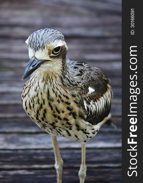 Bush Stone Curlew bird species found in Queensland, Australia.