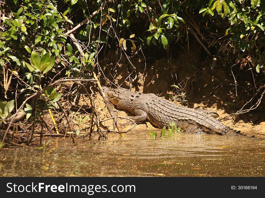 Crocodile sunbathing halfway out of a river in Australia.