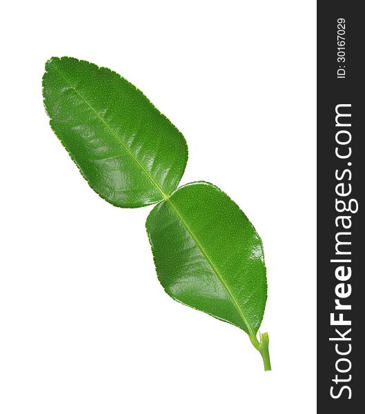 Kaffir lime leaf