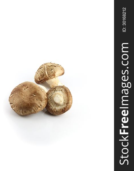 The Shiitake Mushrooms on the white Background. The Shiitake Mushrooms on the white Background.