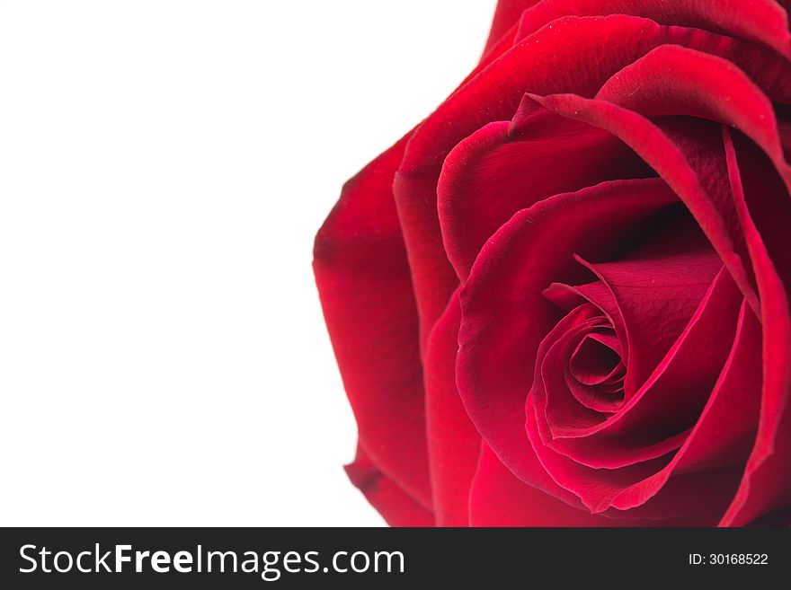 Red rose isolated on white background