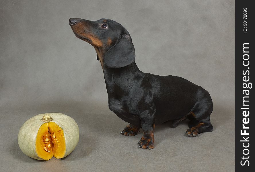 Dachshund and cut pumpkin