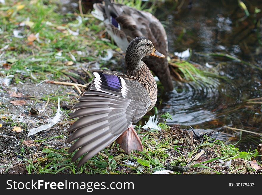 Wild duck is streching before diving. Wild duck is streching before diving