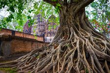Tree Roots In Sukhothai Historical Park With Temple Background Royalty Free Stock Photo Tree Roots In Sukhothai Historical Park With Temple Background Royalty Free Stock Photo