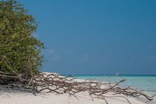 Deadwood On White Sand Beach And Palm Tree Stock Photos Deadwood On White Sand Beach And Palm Tree Stock Photos