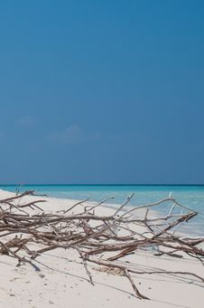 Deadwood On White Sand Beach Stock Image Deadwood On White Sand Beach Stock Image