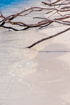 Tree Roots Exposed On Sandy Ocean Beach Stock Photography