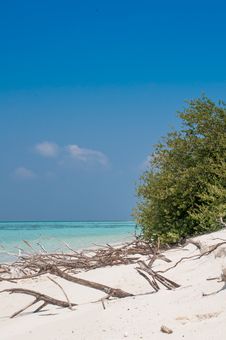 Dry Tree At Beach Royalty Free Stock Images Dry Tree At Beach Royalty Free Stock Images