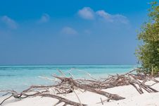 Dry Tree At Beach Royalty Free Stock Image Dry Tree At Beach Royalty Free Stock Image