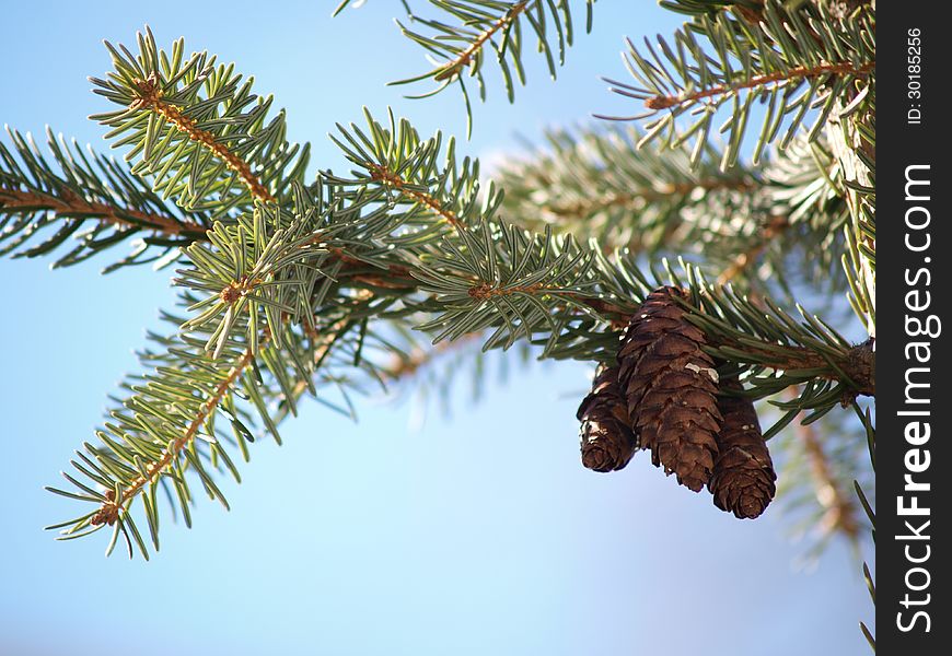 Pine cones, isolated in group in tree, towards blue sky. Pine cones, isolated in group in tree, towards blue sky