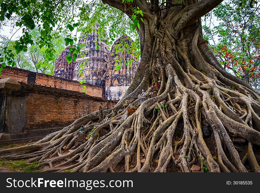 Tree roots in Sukhothai historical park with temple background