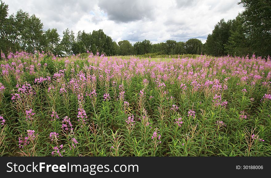 Cumulus clouds above the green meadow.