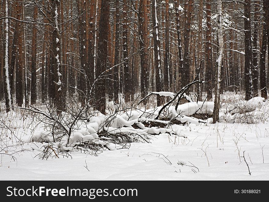 Beautiful Winter Forest