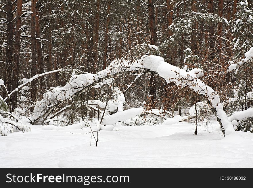 Beautiful winter forest covered with snow.