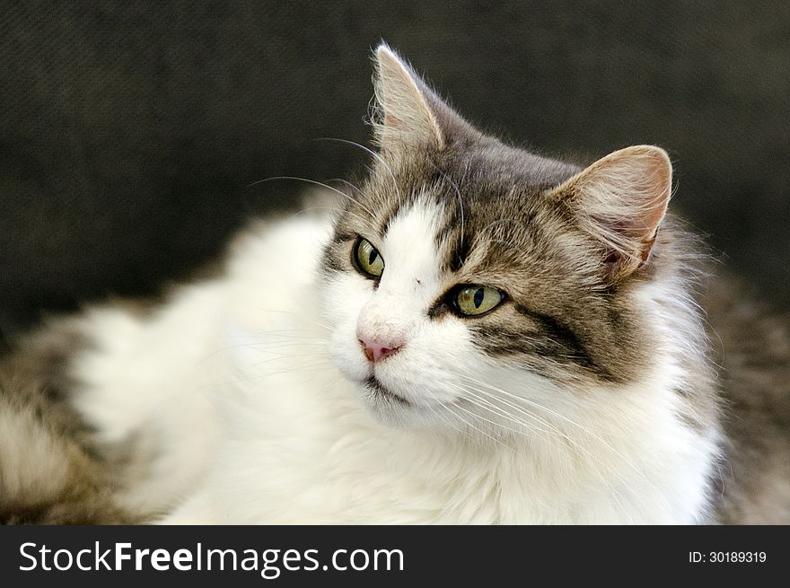 Portrait of a cute domestic cat on a couch at home.