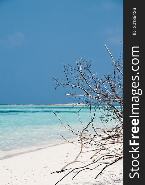 Typical beach in a soft light, with white sand in the Maldives islands. Typical beach in a soft light, with white sand in the Maldives islands.