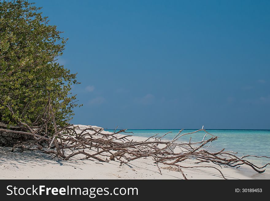 Deadwood on white sand beach and palm tree