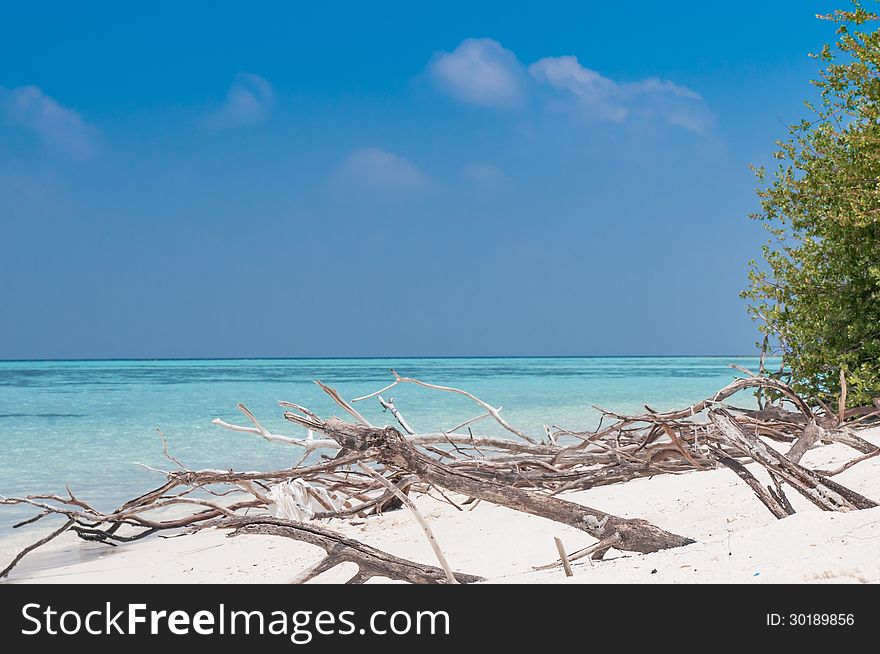 Dry tree at Beach