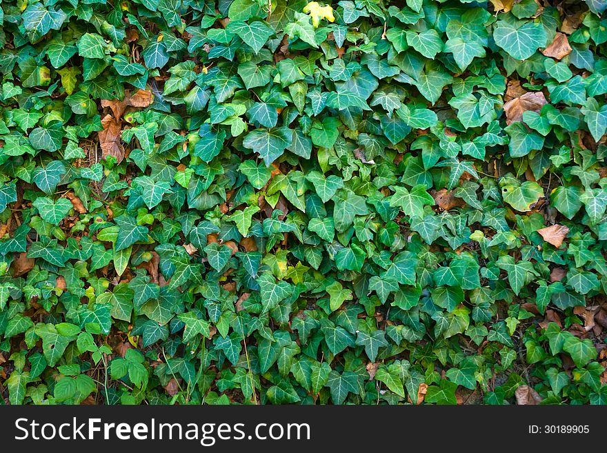 Stone wall covered with leaves