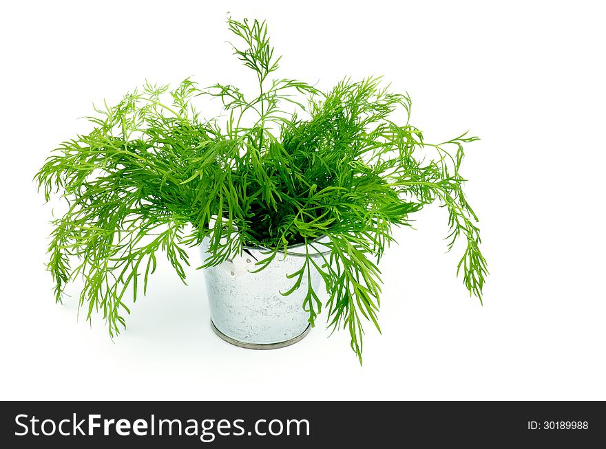 Perfect Raw Dill in Tin Bucket isolated on white background