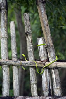 Green Snake On Fence Royalty Free Stock Images