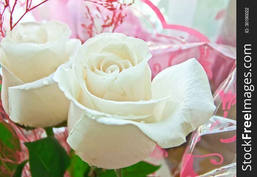 Bouquet Of White Roses Closeup