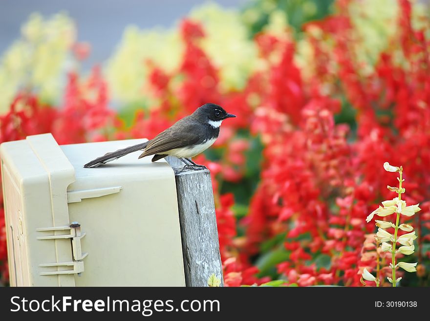 Small bird in the flower field. Small bird in the flower field