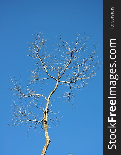 Dry branch of old tree, blue sky at the background in Chiang Mai Province, Thailand. Dry branch of old tree, blue sky at the background in Chiang Mai Province, Thailand.