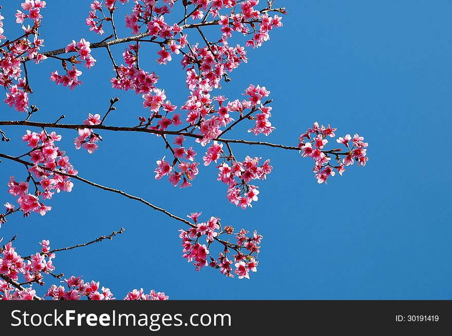 Thai Sakura Blooming During Winter 2