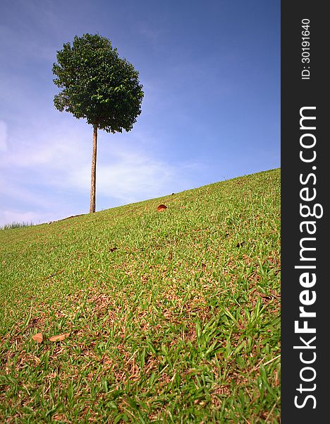 A lonely tree on hill