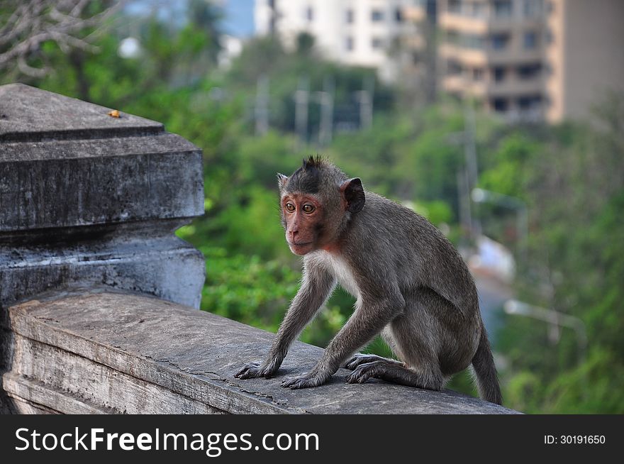 Thai monkey in chonburi mountain , Thailand