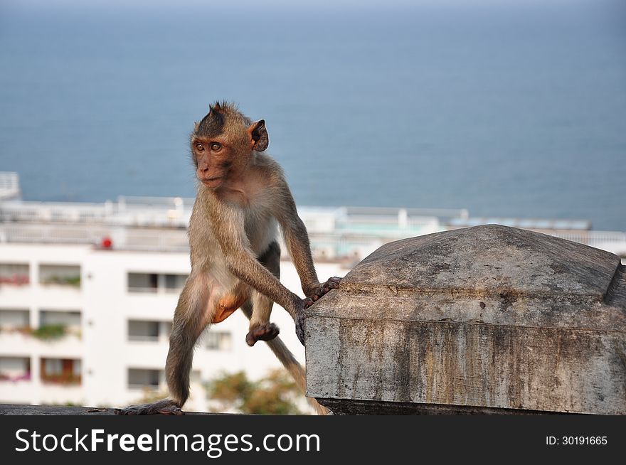 Thai monkey in chonburi mountain , Thailand